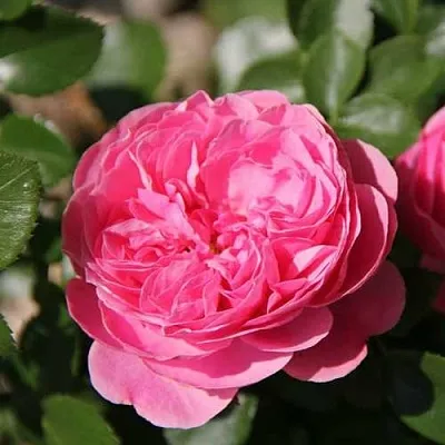 Саженцы роз ЛЕОНАРДО ДА ВИНЧИ флорибунда  Саженцы роз ЛЕОНАРДО ДА ВИНЧИ флорибунда в Новосибирске