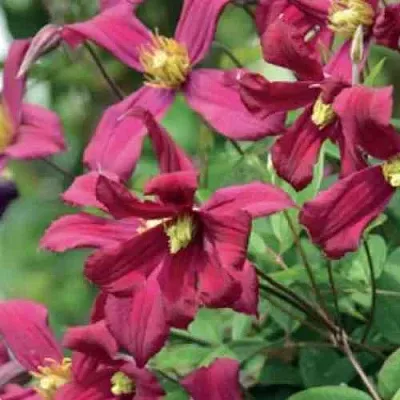 Клематис СТРОУБЕРРИ ФИЛДС  Клематис СТРОУБЕРРИ ФИЛДС в Новосибирске