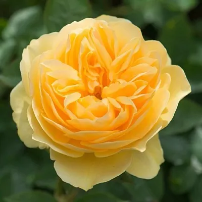 Саженцы роз ГРЕХАМ ТОМАС английская в Новосибирске