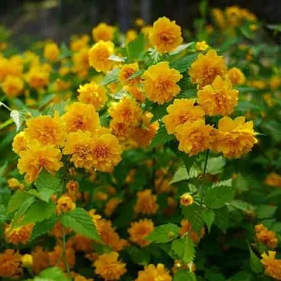 Керрия японская ПЛЕНИФЛОРА  Керрия японская ПЛЕНИФЛОРА в Новосибирске