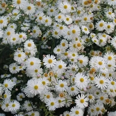 Болтония СНОУБЭНК  Болтония СНОУБЭНК в Новосибирске