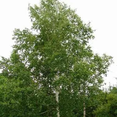 Береза бородавчатая в Новосибирске