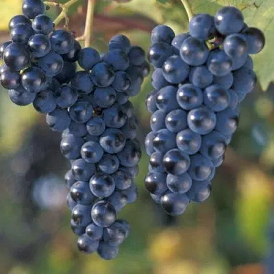 Виноград МАРКЕТТ  Виноград МАРКЕТТ в Новосибирске