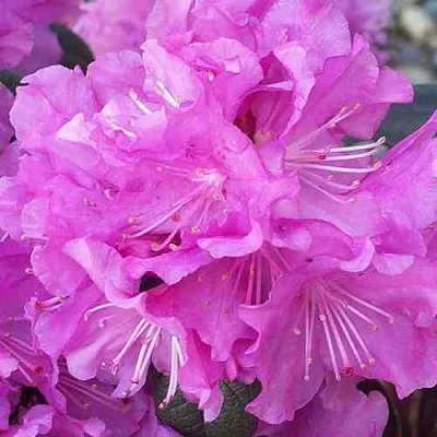 Рододендрон П.Ж.М. ЭЛИТ  Рододендрон П.Ж.М. ЭЛИТ в Новосибирске