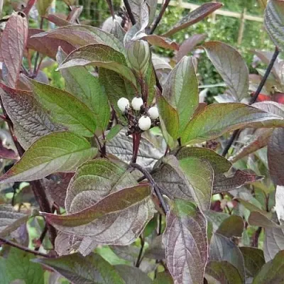 Дерен КЕССЕЛЬРИНГИ  Дерен КЕССЕЛЬРИНГИ в Новосибирске