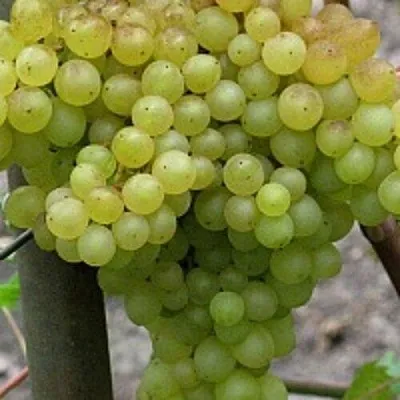 Виноград КИШМИШ 342 в Новосибирске