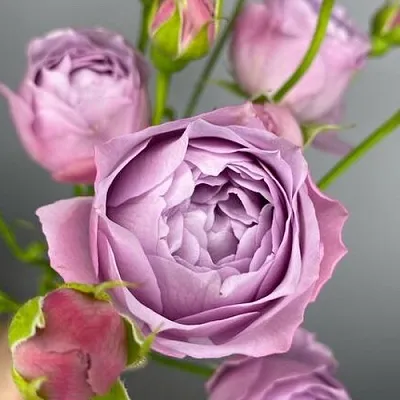 Саженцы роз ЛАВЕНДЕР БАБЛС спрей  Саженцы роз ЛАВЕНДЕР БАБЛС спрей в Новосибирске