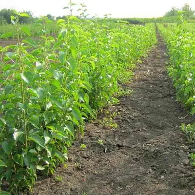 Подвой черешни ДИКАЯ ЧЕРЕШНЯ в Новосибирске