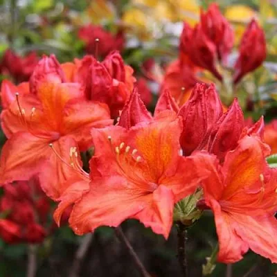 Азалия ЛИЛИНШТЕЙН японская  Азалия ЛИЛИНШТЕЙН японская в Новосибирске