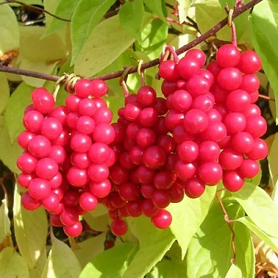 Лимонник  Лимонник в Новосибирске