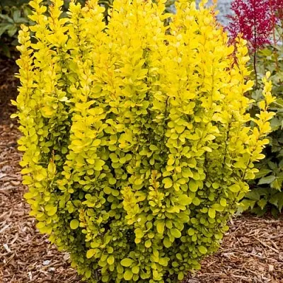 Барбарис ГОЛДЕН ТОРЧ тунберга  Барбарис ГОЛДЕН ТОРЧ тунберга в Новосибирске