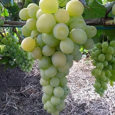 Виноград ФРУМОАСА АЛБЭ в Новосибирске