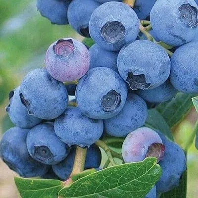 Голубика ЭРЛИБЛЮ  Голубика ЭРЛИБЛЮ в Новосибирске