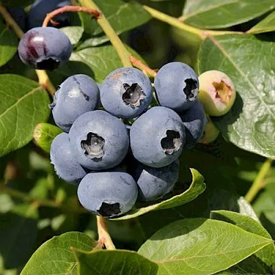 Голубика ШАНТЕКЛЕР  Голубика ШАНТЕКЛЕР в Новосибирске