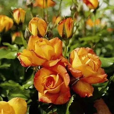 Саженцы роз САХАРА плетистая  Саженцы роз САХАРА плетистая в Новосибирске