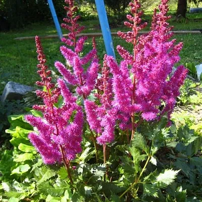 Астильба ЭЛИЗАБЕТ ВАН ВИН японская  Астильба ЭЛИЗАБЕТ ВАН ВИН японская в Новосибирске