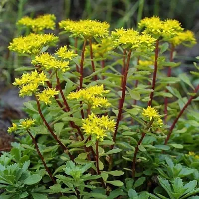 Очиток (седум) ИММЕРГРЮНХЕН в Новосибирске