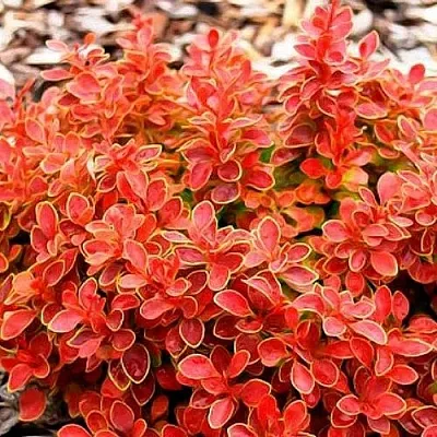 Барбарис КОРАЛ тунберга  Барбарис КОРАЛ тунберга в Новосибирске