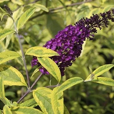 Буддлея давида САНТАНА   Буддлея давида САНТАНА  в Новосибирске