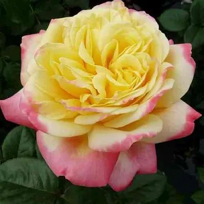 Саженцы роз КОРДЕС ДЖУБИЛИ чайно-гибридная в Новосибирске