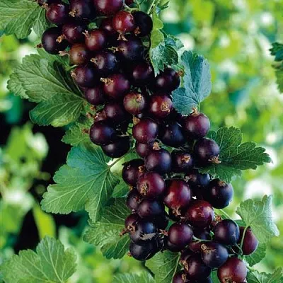 Йошта  Йошта в Новосибирске