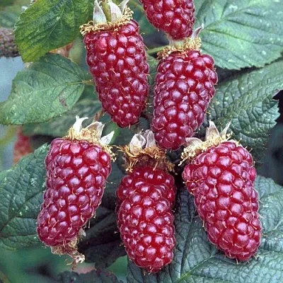 Ежемалина ТАЙБЕРРИ  Ежемалина ТАЙБЕРРИ в Новосибирске