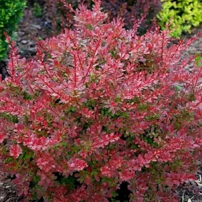 Барбарис ГОЛДЕН РИНГ тунберга  Барбарис ГОЛДЕН РИНГ тунберга в Новосибирске