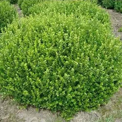 Самшит ФОЛКНЕР  Самшит ФОЛКНЕР в Новосибирске