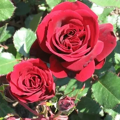 Саженцы роз ИЗАБЕЛЬ РЕНЕССАНС шраб в Новосибирске