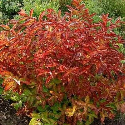 Вейгела ОГНЕННЫЕ КРЫЛЬЯ  Вейгела ОГНЕННЫЕ КРЫЛЬЯ в Новосибирске