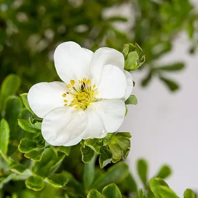 Лапчатка СНОУБЕРД кустарниковая  Лапчатка СНОУБЕРД кустарниковая в Новосибирске