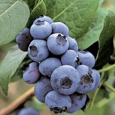 Голубика ПАТРИОТ  Голубика ПАТРИОТ в Новосибирске