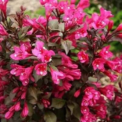 Вейгела БЛЭК РУБИ  Вейгела БЛЭК РУБИ в Новосибирске