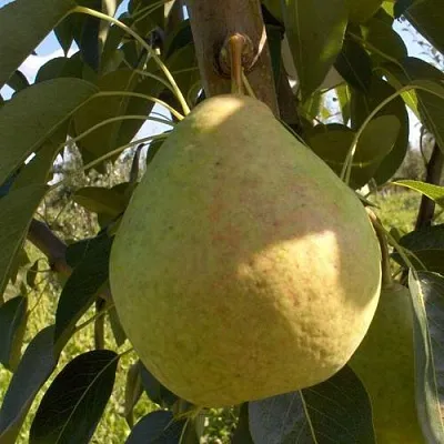 Груша СЛАДКАЯ ИЗ МЛИЕВА в Новосибирске