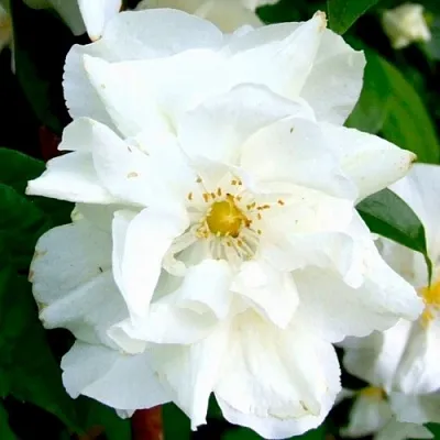 Жасмин РОЗАЦЕ  Жасмин РОЗАЦЕ в Новосибирске