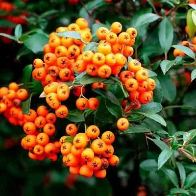 Пираканта ОРАНЖ ГЛОУ  Пираканта ОРАНЖ ГЛОУ в Новосибирске