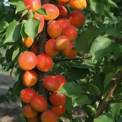 Абрикос ЗВЕЗДНЫЙ колонновидный  Абрикос ЗВЕЗДНЫЙ колонновидный в Новосибирске