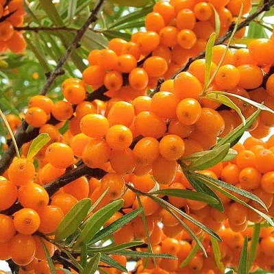 Облепиха  Облепиха в Новосибирске