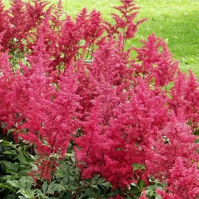 Астильба СКАЙСКРЕЙПЕР китайская  Астильба СКАЙСКРЕЙПЕР китайская в Новосибирске