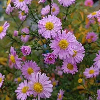 Астра СТРОУБЕРРИ ЭНД КРИМ новобельгийская  Астра СТРОУБЕРРИ ЭНД КРИМ новобельгийская в Новосибирске