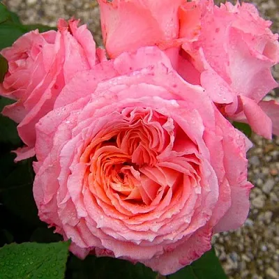 Саженцы роз ИНСТИТУТ ЛЮМЬЕР шраб в Новосибирске