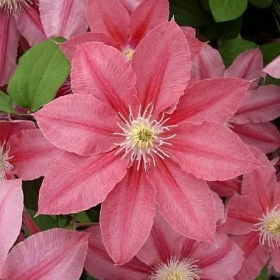 Клематис ЛИТЛ МЕРМЕЙД  Клематис ЛИТЛ МЕРМЕЙД в Новосибирске