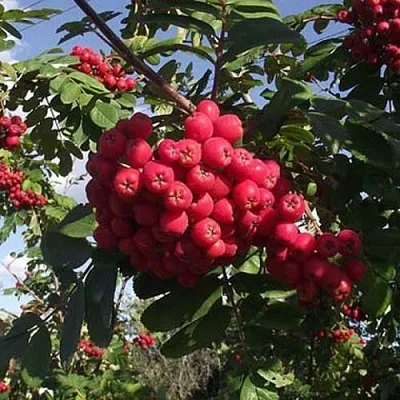 Рябина МОРАВСКАЯ сладкоплодная в Новосибирске