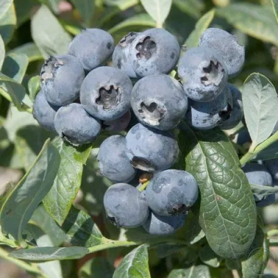 Голубика БРИГИТТА — описание сорта Голубика БРИГИТТА в Новосибирске