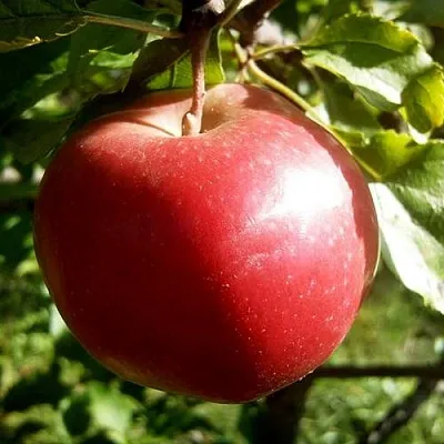 Яблоня НАСТЕНЬКА в Новосибирске