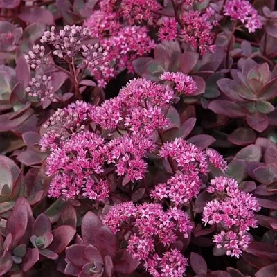 Очиток (седум) САНСПАРКЛЕР ФАЙЕРКРЕКЕР в Новосибирске