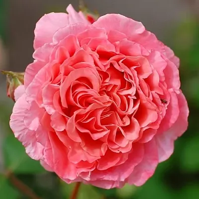 Саженцы роз ЛОРАН КАБРОЛЬ шраб  Саженцы роз ЛОРАН КАБРОЛЬ шраб в Новосибирске