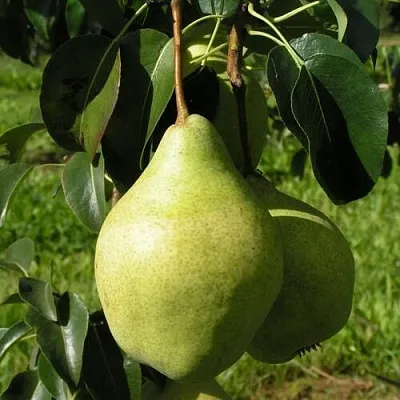Груша МИНСКАЯ колонновидная в Новосибирске