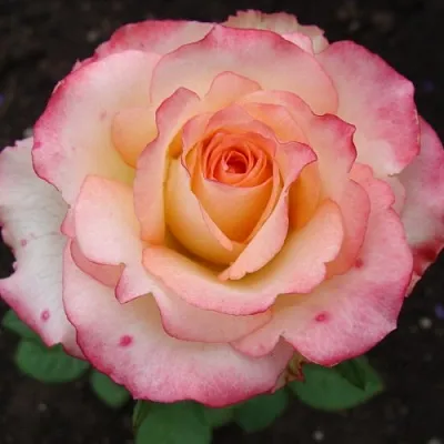 Саженцы роз ДУЭТ чайно-гибридная в Новосибирске