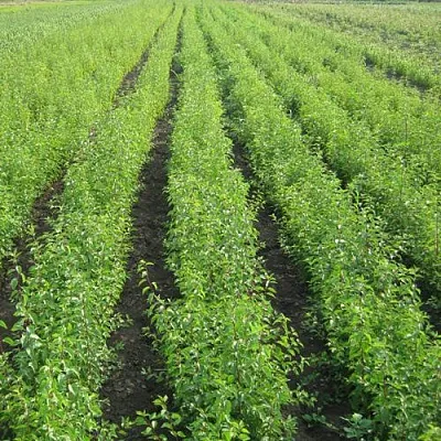 Подвой сливы ДИКАЯ АЛЫЧА в Новосибирске